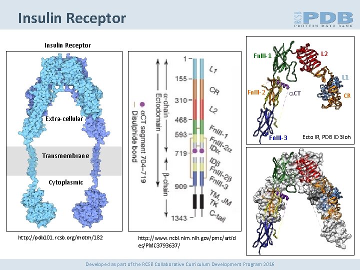 Insulin Receptor L 2 Fn. III-1 L 1 Fn. III-2 a. CT CR Extra-cellular