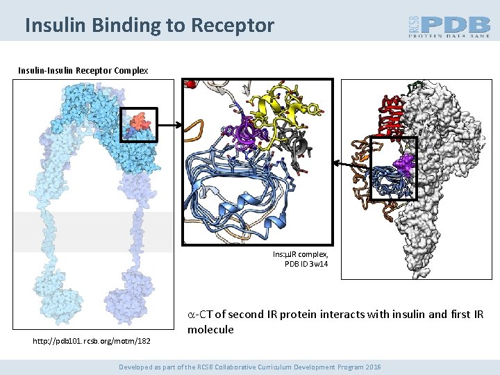 Insulin Binding to Receptor Insulin-Insulin Receptor Complex Ins: m. IR complex, PDB ID 3