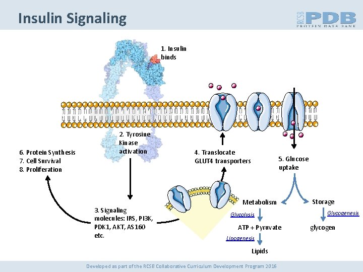 Insulin Signaling 1. Insulin binds 6. Protein Synthesis 7. Cell Survival 8. Proliferation 2.