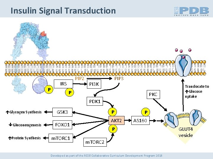 Insulin Signal Transduction P PIP 2 IRS PI 3 K PIP 3 P PKC