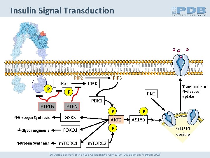 Insulin Signal Transduction P PTP 1 B Glycogen Synthesis PIP 2 IRS PI 3