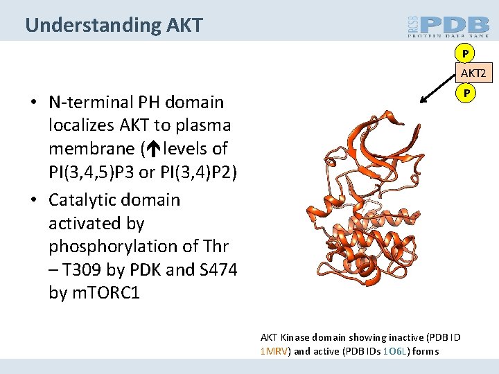Understanding AKT P AKT 2 P • N-terminal PH domain localizes AKT to plasma