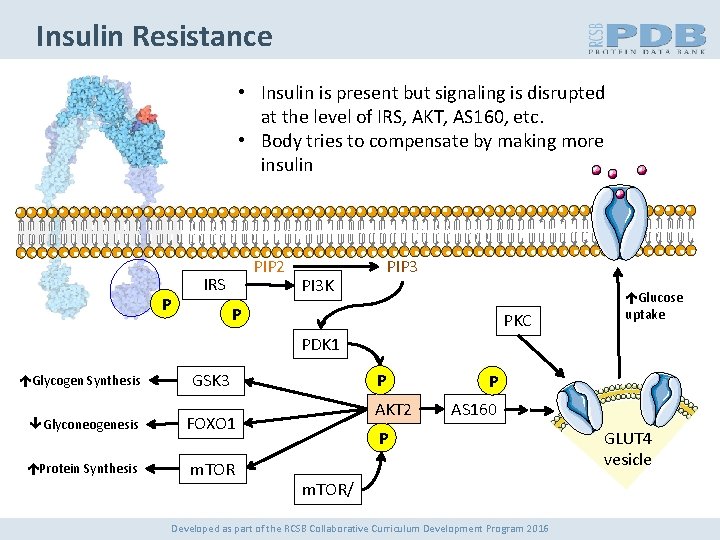 Insulin Resistance • Insulin is present but signaling is disrupted at the level of