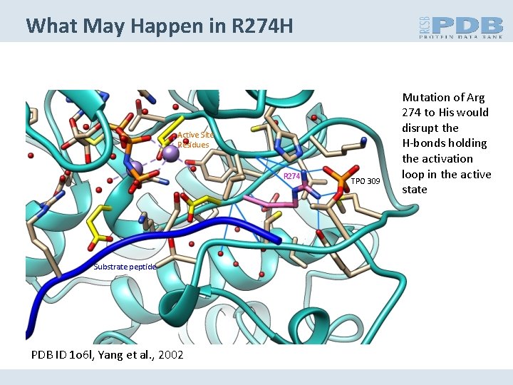 What May Happen in R 274 H Active Site Residues R 274 Substrate peptide