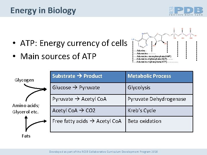 Energy in Biology • ATP: Energy currency of cells • Main sources of ATP