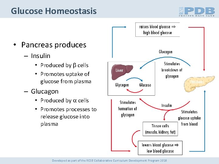Glucose Homeostasis • Pancreas produces – Insulin • Produced by b cells • Promotes
