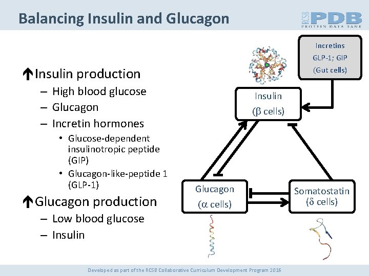 Balancing Insulin and Glucagon Incretins GLP-1; GIP (Gut cells) Insulin production – High blood