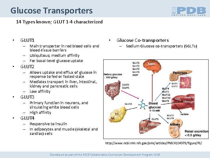 Glucose Transporters 14 Types known; GLUT 1 -4 characterized • GLUT 1 • –