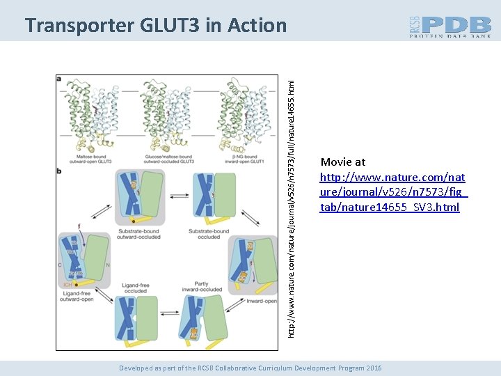 http: //www. nature. com/nature/journal/v 526/n 7573/full/nature 14655. html Transporter GLUT 3 in Action Movie