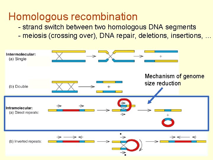 Homologous recombination - strand switch between two homologous DNA segments - meiosis (crossing over),