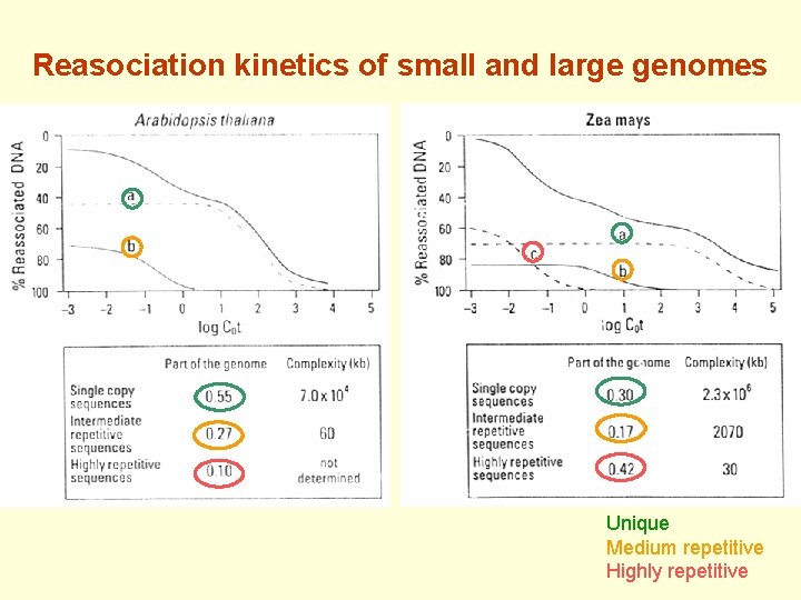 Reasociation kinetics of small and large genomes Unique Medium repetitive Highly repetitive 