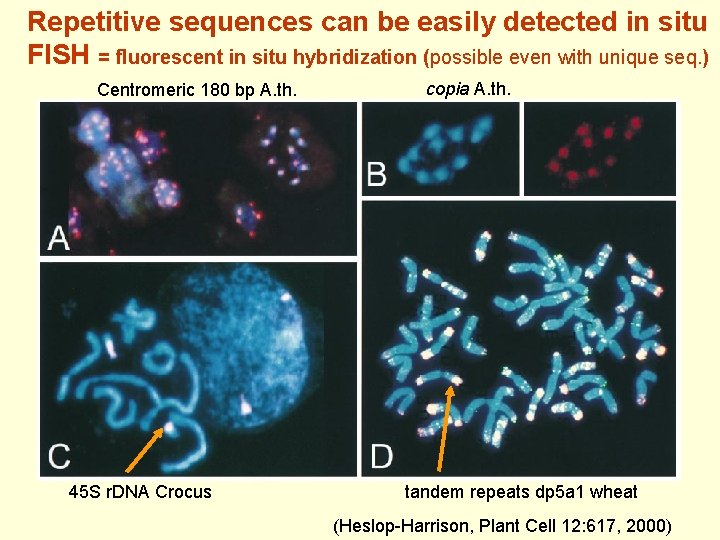 Repetitive sequences can be easily detected in situ FISH = fluorescent in situ hybridization
