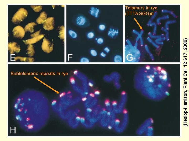 Subtelomeric repeats in rye (Heslop-Harrison, Plant Cell 12: 617, 2000) Telomers in rye (TTTAGGG)n