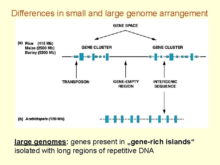 Differences in small and large genome arrangement large genomes: genes present in „gene-rich islands“