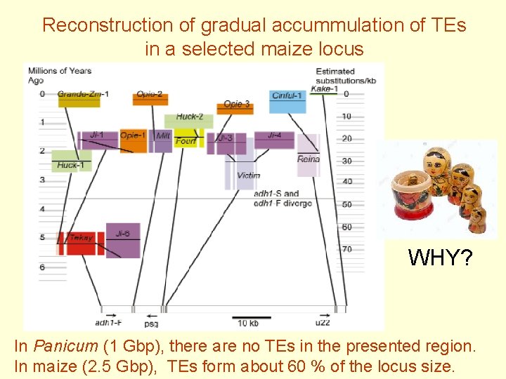 Reconstruction of gradual accummulation of TEs in a selected maize locus WHY? In Panicum