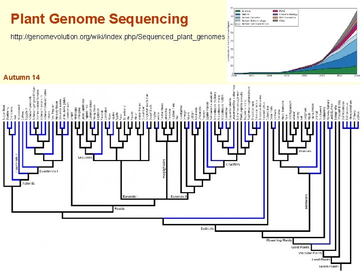 Plant Genome Sequencing http: //genomevolution. org/wiki/index. php/Sequenced_plant_genomes Autumn 14 