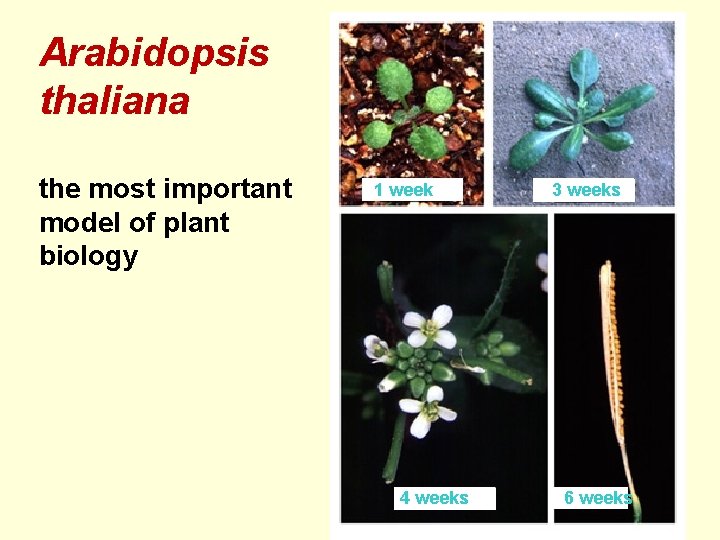 Arabidopsis thaliana the most important model of plant biology 1 week 4 weeks 3