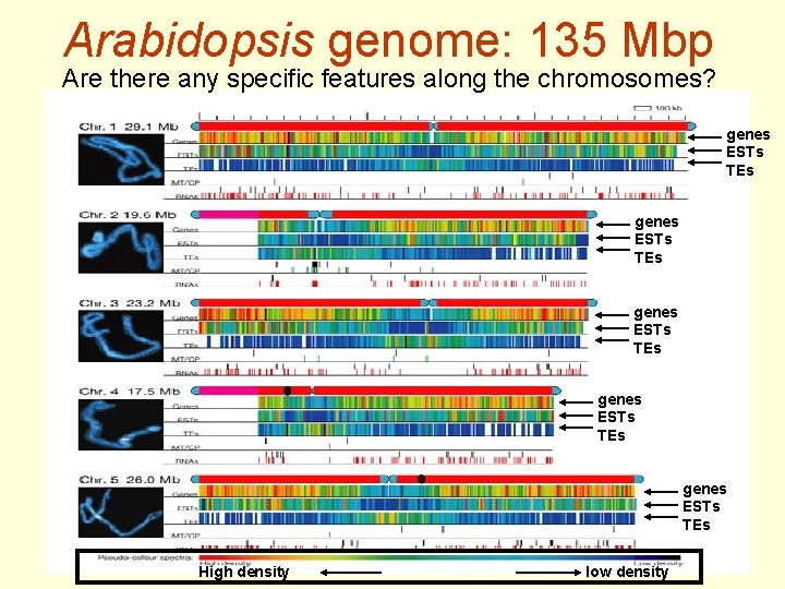 Arabidopsis genome: 135 Mbp Are there any specific features along the chromosomes? genes ESTs