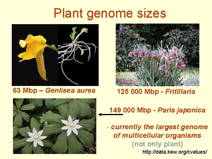 Plant genome sizes 63 Mbp – Genlisea aurea 125 000 Mbp - Fritillaria 149