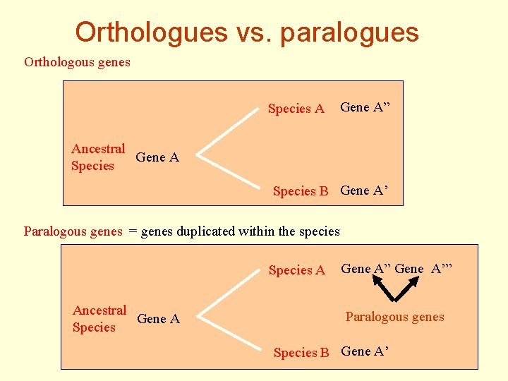 Orthologues vs. paralogues Orthologous genes Species A Gene A” Ancestral Gene A Species B