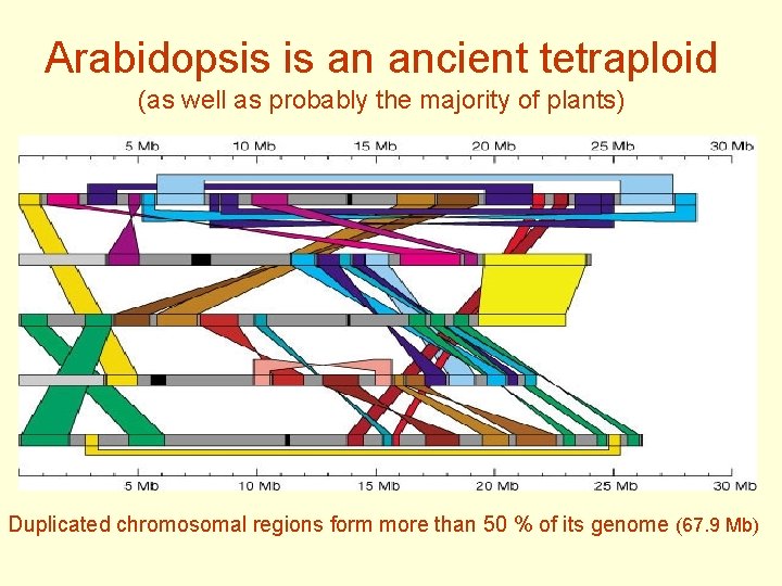 Arabidopsis is an ancient tetraploid (as well as probably the majority of plants) Duplicated