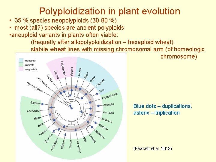 Polyploidization in plant evolution • 35 % species neopolyploids (30 -80 %) • most