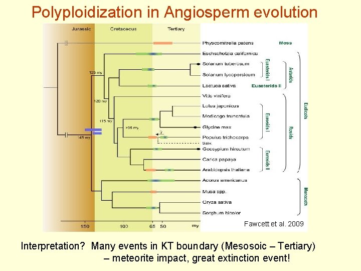 Polyploidization in Angiosperm evolution Fawcett et al. 2009 Interpretation? Many events in KT boundary