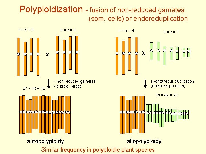 Polyploidization - fusion of non-reduced gametes (som. cells) or endoreduplication n = x =