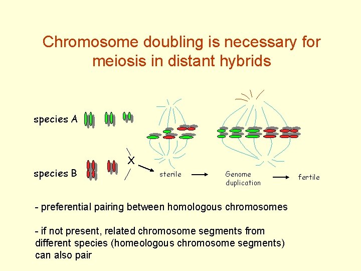 Chromosome doubling is necessary for meiosis in distant hybrids species A species B X