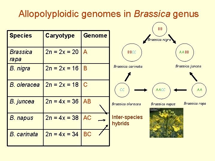 Allopolyploidic genomes in Brassica genus BB Species Caryotype Genome Brassica rapa 2 n =