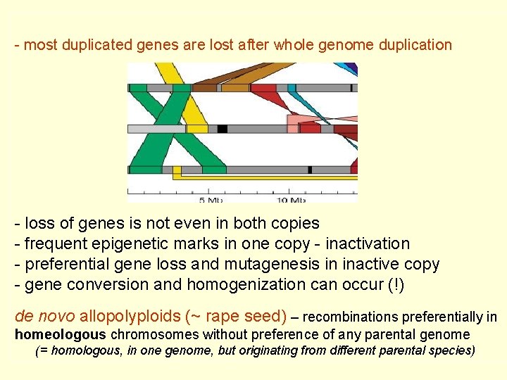 - most duplicated genes are lost after whole genome duplication - loss of genes