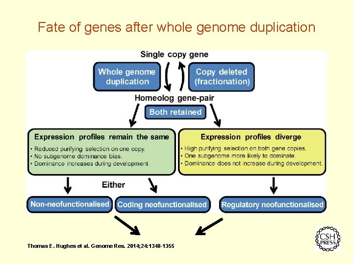 Fate of genes after whole genome duplication Thomas E. Hughes et al. Genome Res.
