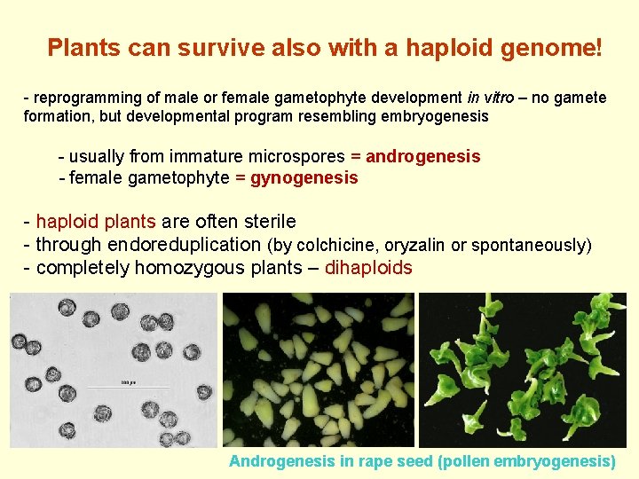 Plants can survive also with a haploid genome! - reprogramming of male or female