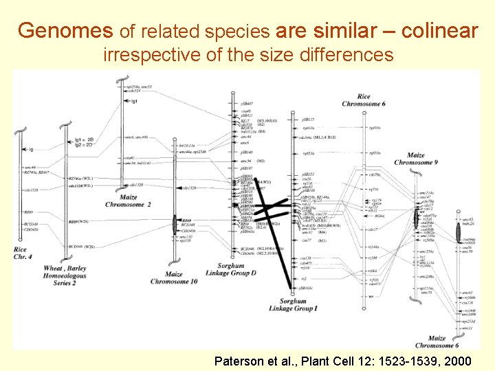 Genomes of related species are similar – colinear irrespective of the size differences Paterson