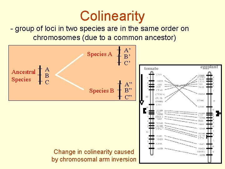 Colinearity - group of loci in two species are in the same order on