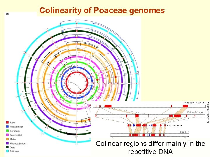 Colinearity of Poaceae genomes Colinear regions differ mainly in the repetitive DNA 