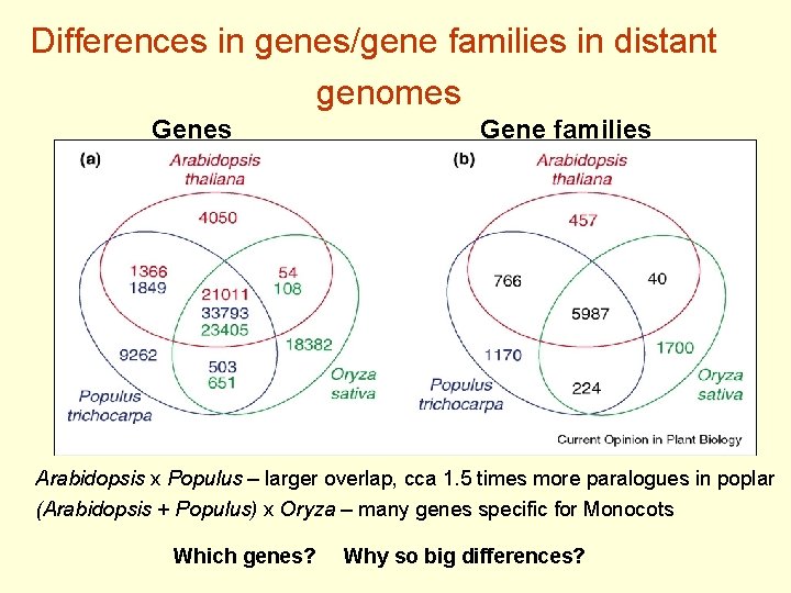 Differences in genes/gene families in distant genomes Gene families Arabidopsis x Populus – larger