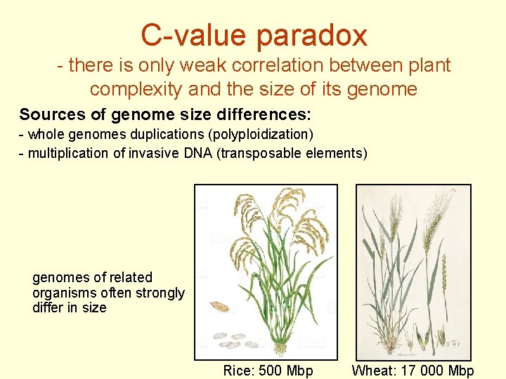 C-value paradox - there is only weak correlation between plant complexity and the size