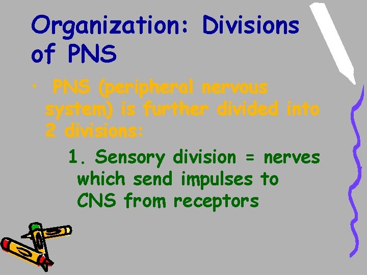 Organization: Divisions of PNS • PNS (peripheral nervous system) is further divided into 2 Organization: Divisions of PNS • PNS (peripheral nervous system) is further divided into 2