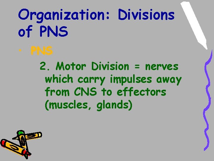 Organization: Divisions of PNS • PNS 2. Motor Division = nerves which carry impulses Organization: Divisions of PNS • PNS 2. Motor Division = nerves which carry impulses