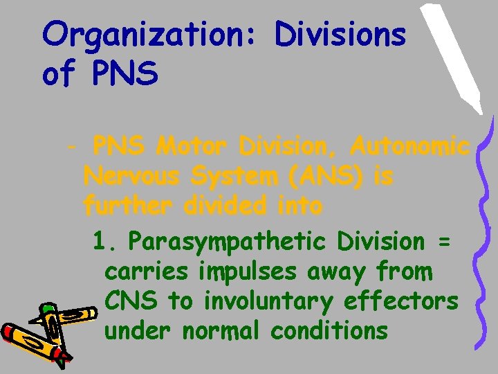 Organization: Divisions of PNS - PNS Motor Division, Autonomic Nervous System (ANS) is further Organization: Divisions of PNS - PNS Motor Division, Autonomic Nervous System (ANS) is further