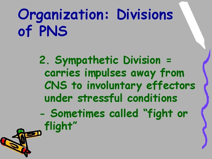 Organization: Divisions of PNS 2. Sympathetic Division = carries impulses away from CNS to Organization: Divisions of PNS 2. Sympathetic Division = carries impulses away from CNS to