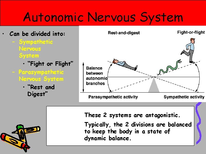Autonomic Nervous System • Can be divided into: – Sympathetic Nervous System • “Fight Autonomic Nervous System • Can be divided into: – Sympathetic Nervous System • “Fight