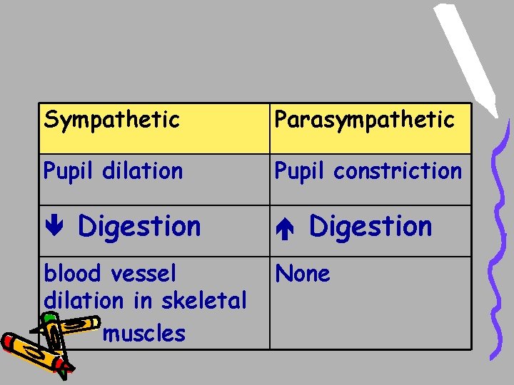 Sympathetic Parasympathetic Pupil dilation Pupil constriction Digestion blood vessel dilation in skeletal muscles Digestion Sympathetic Parasympathetic Pupil dilation Pupil constriction Digestion blood vessel dilation in skeletal muscles Digestion