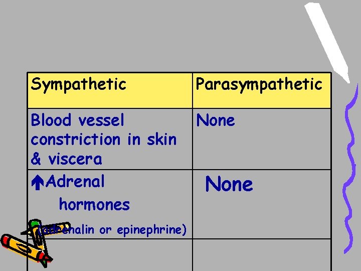 Sympathetic Parasympathetic Blood vessel constriction in skin & viscera Adrenal hormones None (adrenalin or Sympathetic Parasympathetic Blood vessel constriction in skin & viscera Adrenal hormones None (adrenalin or