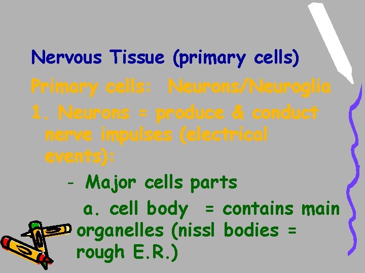 Nervous Tissue (primary cells) Primary cells: Neurons/Neuroglia 1. Neurons = produce & conduct nerve Nervous Tissue (primary cells) Primary cells: Neurons/Neuroglia 1. Neurons = produce & conduct nerve