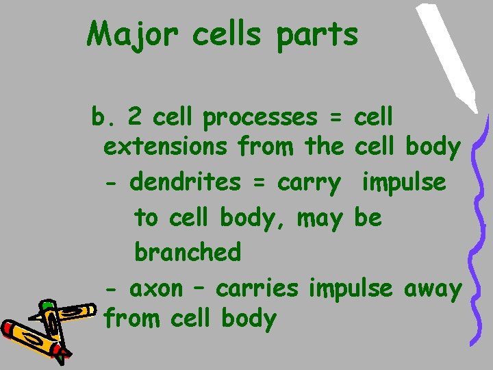 Major cells parts b. 2 cell processes = cell extensions from the cell body Major cells parts b. 2 cell processes = cell extensions from the cell body
