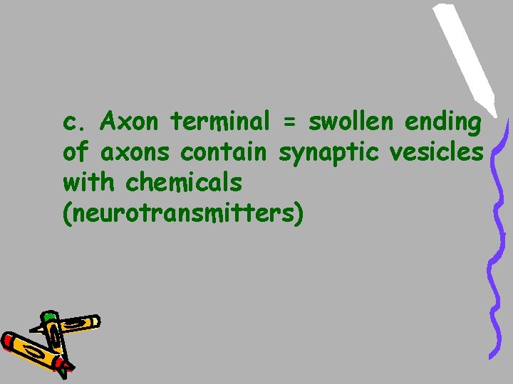 c. Axon terminal = swollen ending of axons contain synaptic vesicles with chemicals (neurotransmitters) c. Axon terminal = swollen ending of axons contain synaptic vesicles with chemicals (neurotransmitters)