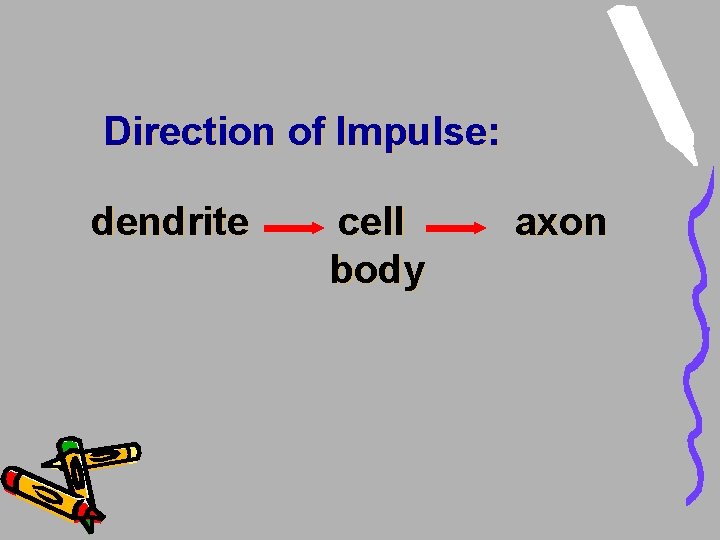 Direction of Impulse: dendrite cell body axon Direction of Impulse: dendrite cell body axon