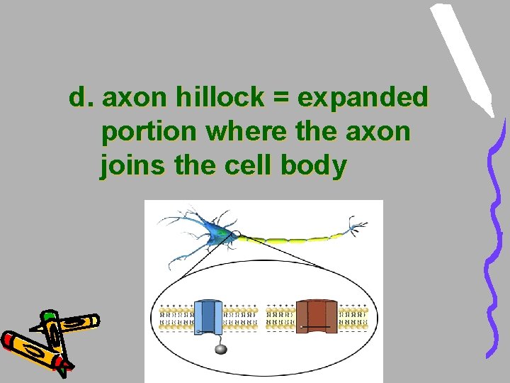 d. axon hillock = expanded portion where the axon joins the cell body d. axon hillock = expanded portion where the axon joins the cell body